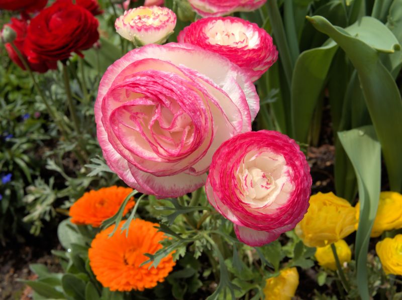 Cost of Ranunculus Planting
