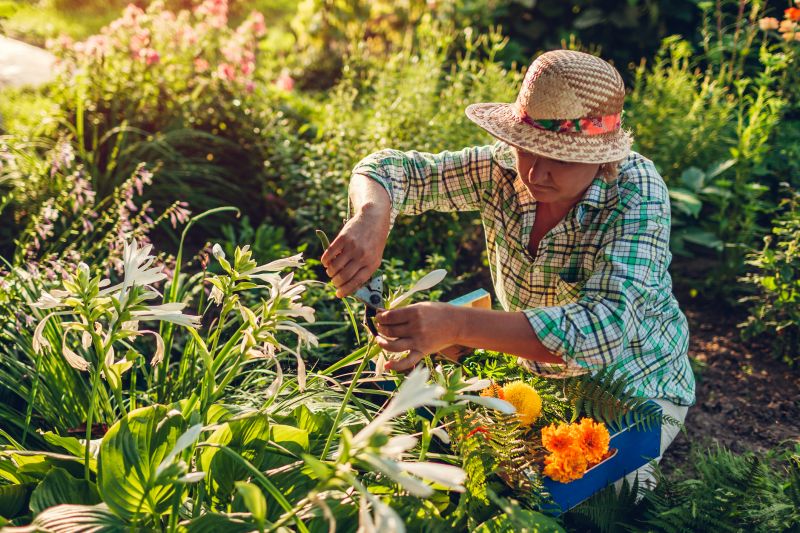 Ranunculus Planting