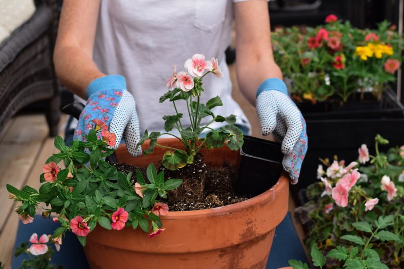 Ranunculus Planting detail