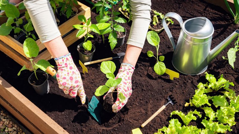 Ranunculus Planting detail